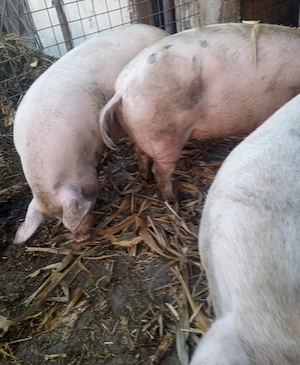 Vând porc crescut cu cereale 