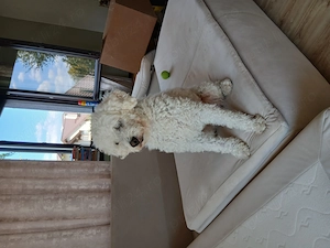 Donez caniche in varsta de 6 ani. 