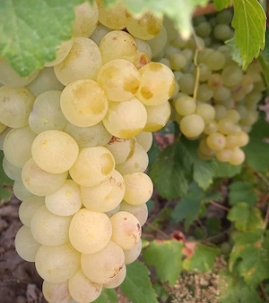 Struguri de vânzare