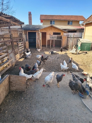 vand pasari diferite rase