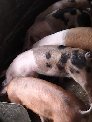 Șoldani metiși  duroc+pietrean
