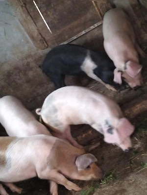 Șoldani de 4 luni 