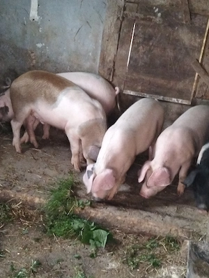 Șoldani de 4 luni  - imagine 3