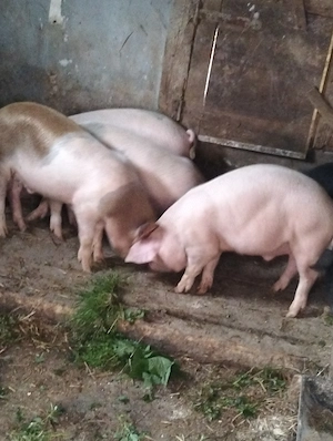 Șoldani de 4 luni  - imagine 2