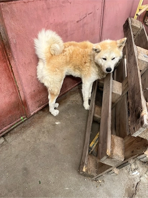 Pereche Akita Inu
