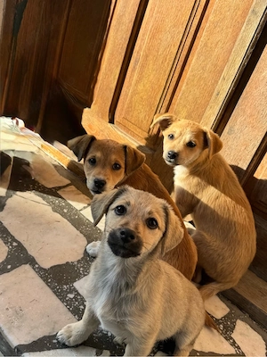 Spre adoptie 3 cateluse  - imagine 2
