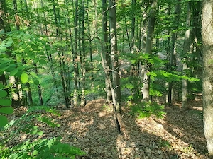 Vand 1,5 ha padure foioase (inclusiv terenul) - imagine 2