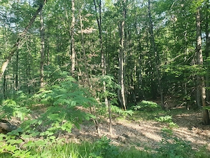 Vand 1,5 ha padure foioase (inclusiv terenul) - imagine 5