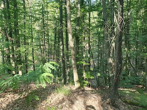 Vand 1,5 ha padure foioase (inclusiv terenul) - imagine 4