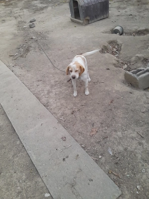 Femelă Beagle bicolor - imagine 2