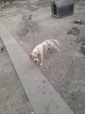 Femelă Beagle bicolor - imagine 4