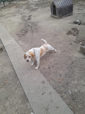 Femelă Beagle bicolor - imagine 3
