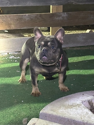 Bulldog francez mascul cauta iubita - imagine 2