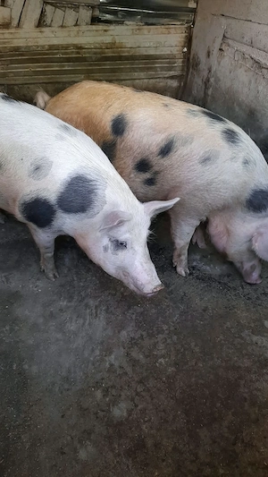 De vânzare porc      viu 12 lei kg - imagine 3