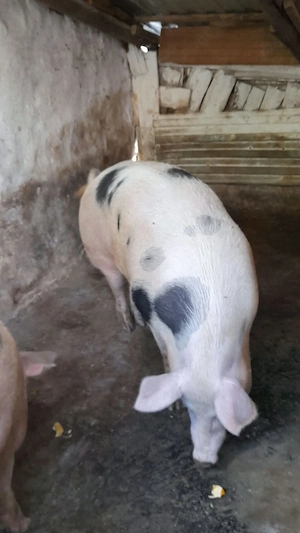 De vânzare porc      viu 12 lei kg