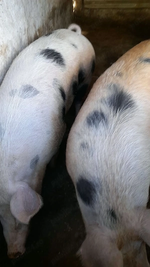 De vânzare porc      viu 12 lei kg - imagine 2