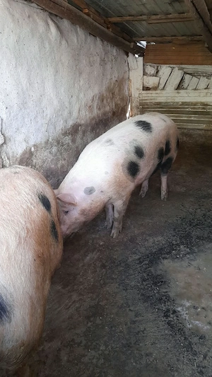 De vânzare porc      viu 12 lei kg - imagine 4
