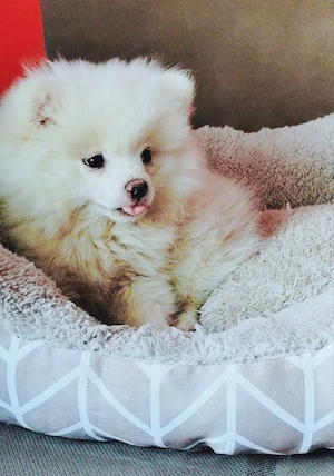 Pomeranian Arad 