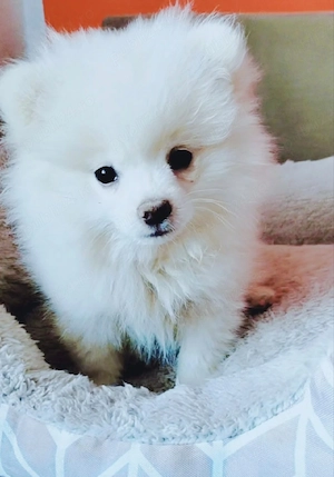 Pomeranian 
