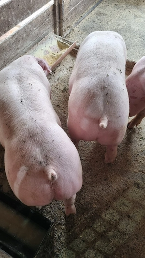 porci 100 de kg  - imagine 2