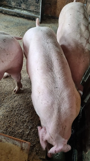 porci 100 de kg  - imagine 3
