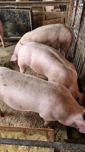 porci 100 de kg 