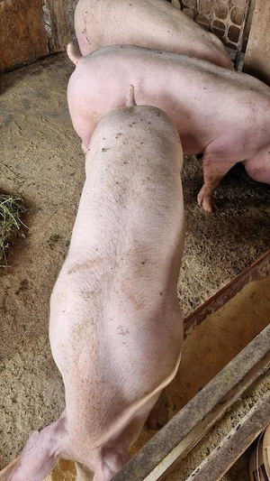 porci 100 de kg  - imagine 4