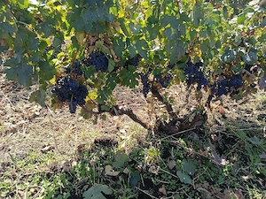 Merlot de vânzare 2,5 lei 