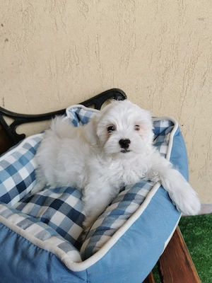 Bichon maltese mini toy