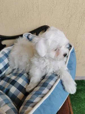 Bichon maltese mini toy - imagine 3