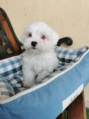 Bichon maltese mini toy - imagine 2