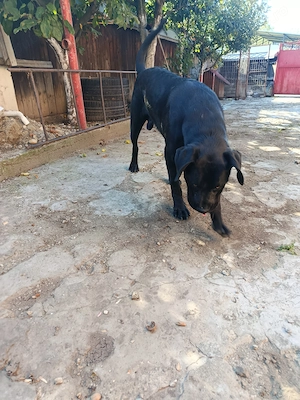Mascul Cane Corso 9 luni  - imagine 4