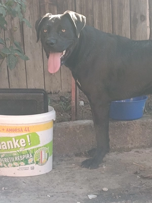Mascul Cane Corso 9 luni  - imagine 3