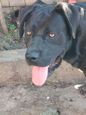 Mascul Cane Corso 9 luni 