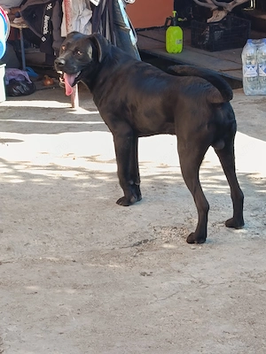 Mascul Cane Corso 9 luni  - imagine 2