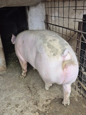 De vanzare purcea de carne crescuta la tara. - imagine 4