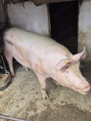 De vanzare porci de carne.