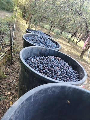 vand prune pentru palinca 