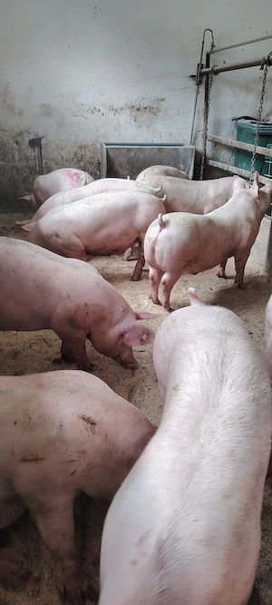porci de carne