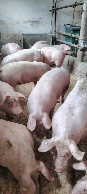 porci de carne  - imagine 5