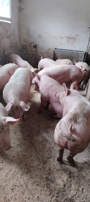 porci de carne  - imagine 4