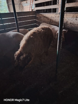 Vand scroafa Mangalia pentru sacrificat sau pentru reproducție - imagine 4