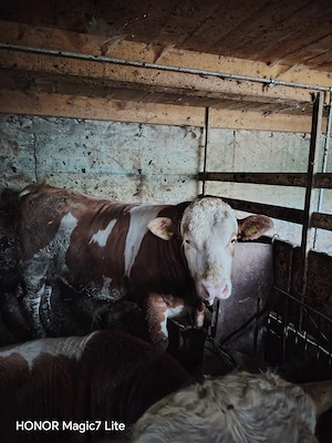 Vand tauri Bălțați românești de carne - imagine 2