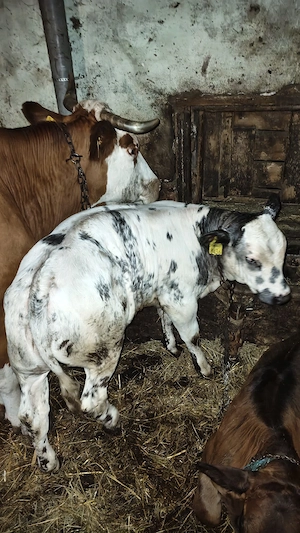viteii de 3 luni o vitea Belgiana si un tăuraș metis Angus cu bălțat 