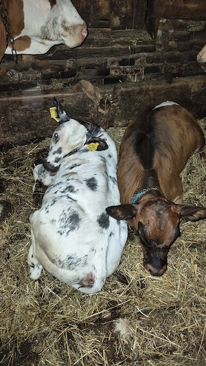 viteii de 4 luni o vitea Belgiana si un tăuraș metis Angus cu bălțat  - imagine 5