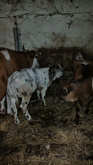 viteii de 4 luni o vitea Belgiana si un tăuraș metis Angus cu bălțat  - imagine 4