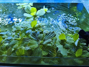 Plante acvatice plutitoare Pistia Stratiotes (Salată de apă) - Mărime mică și medie - imagine 3
