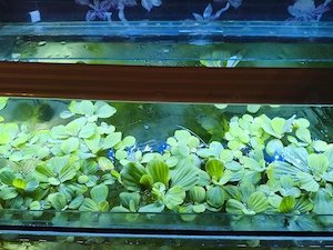 Plante acvatice plutitoare Pistia Stratiotes (Salată de apă) - Mărime mică și medie - imagine 2