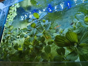 Plante acvatice plutitoare Pistia Stratiotes (Salată de apă) - Mărime mică și medie - imagine 4