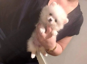 Pomeranian 